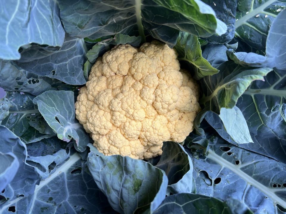 Капустные вариации: от простого к сложному