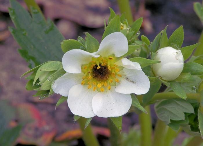 Успех в клубничном садоводстве: секреты августовской посадки