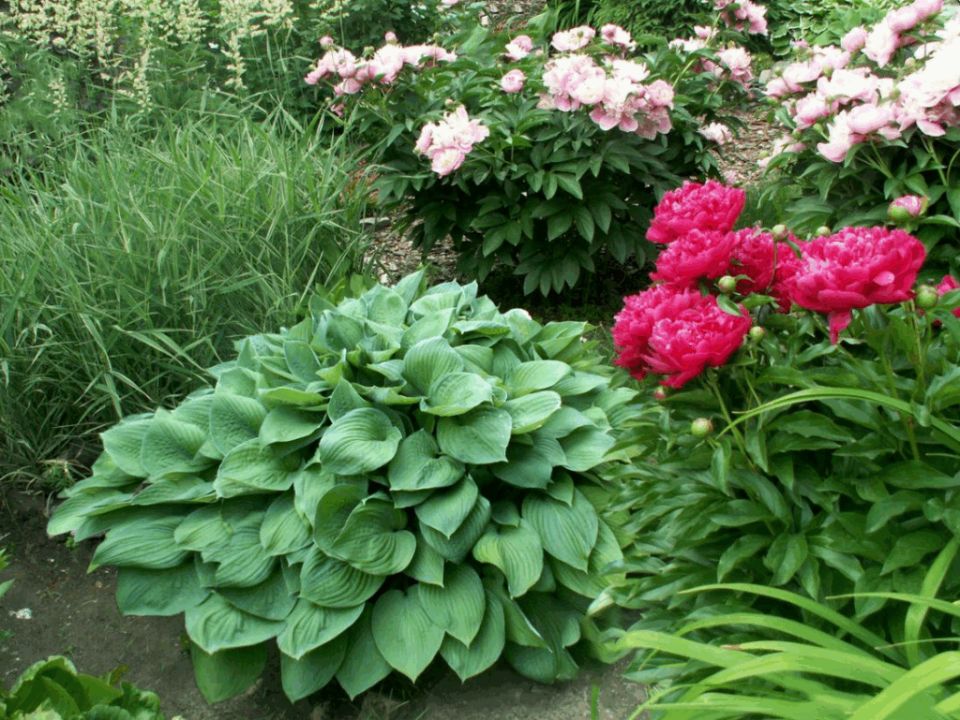Хосты в вашем саду: секреты ухода и создания гармонии