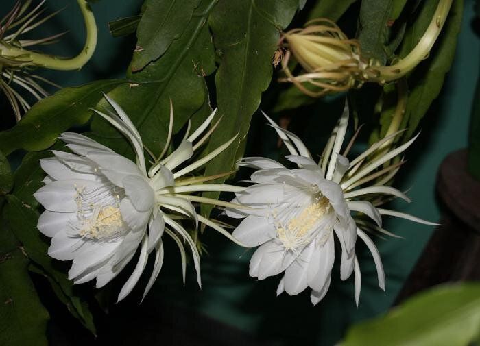 Царица ночи: загадочный цветок, который завораживает