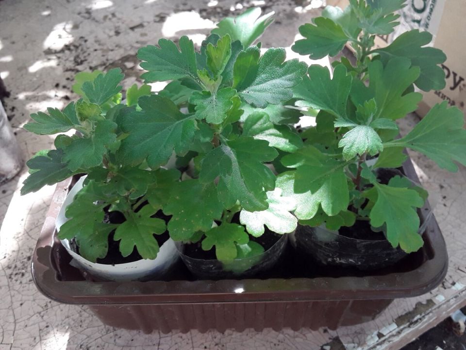 Как продажи цветов оборачиваются приключениями: настоящие истории садоводов