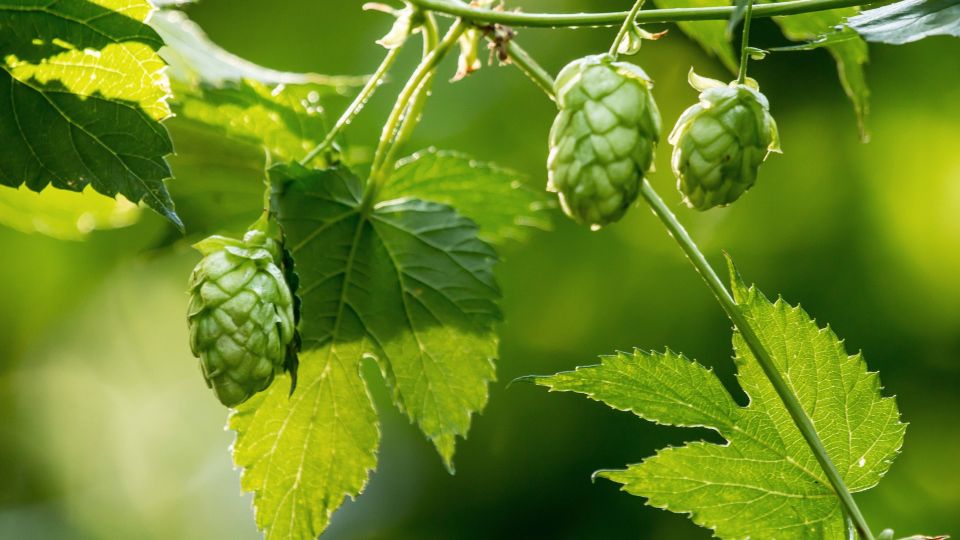 Выведете хмель с участка без «химии» и выкапывания: ни копейки не потратите