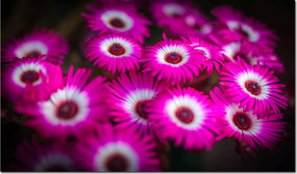 Необычное и яркое: создайте красоту с мезембриантемумом