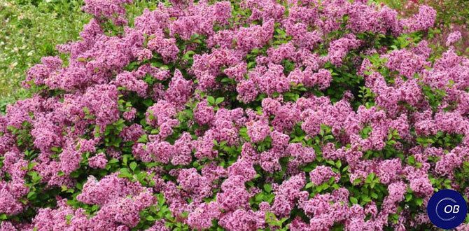 Почему карликовая сирень становится звёздой садоводов