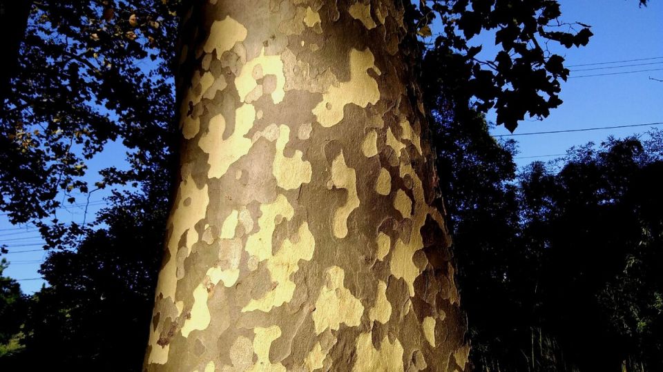 Необычное дерево на юге: платан с листьями клёна и каштанами