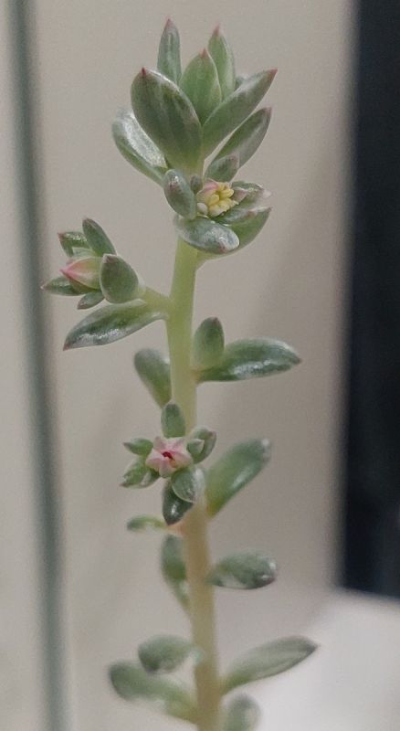 Укоренение эхиверий: неожиданные результаты уникального эксперимента