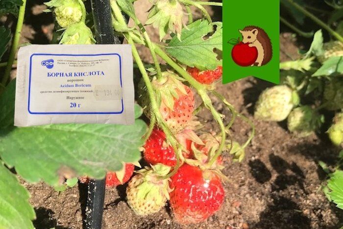 Топ-3 ошибки при использовании борной кислоты на клубничных грядках
