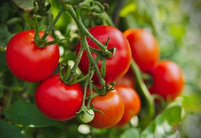 Сорт томатов 'Дачное солнце': ваши растения на радость и урожай на зависть
