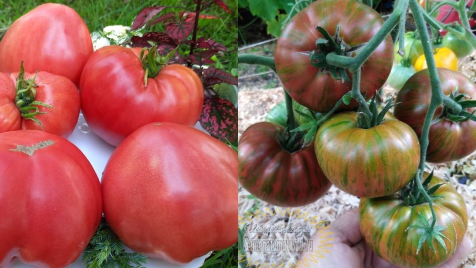 ������: ����� �� ������ �����