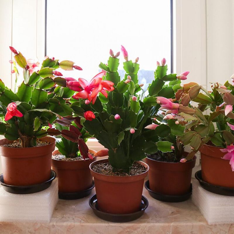 ��� ��������� ��������� ��������� �������� ������: ������� ��������� �����