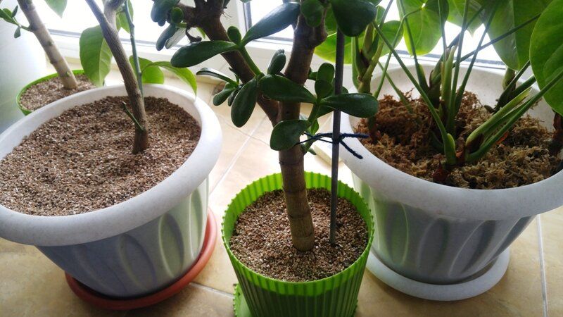 Как украсить цветочные горшки: простые советы для здоровья ваших растений