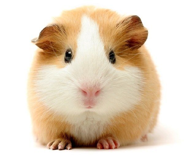 Морская свинка или хомячок: кого выбрать для ребенка?