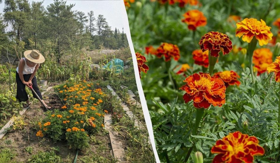 ������ �������� ����� ������������ ����������� ��������