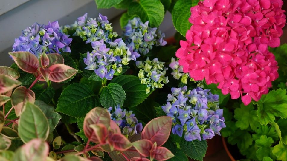 Как ухаживать за комнатной гортензией: мифы и реальность