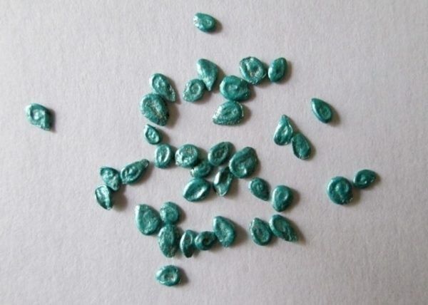 Как правильно подготовить семена томатов к посеву: полезные советы для успешного урожая