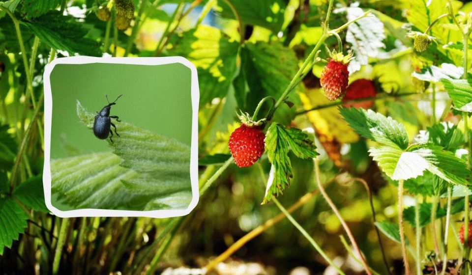 ��� �������� ����������� �� ��������: ����������� �������� ������