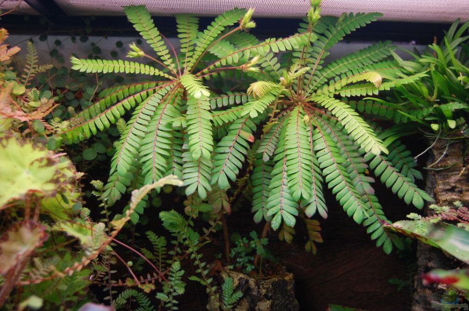 Тайны биофитума: очарование и вызовы этого уникального растения