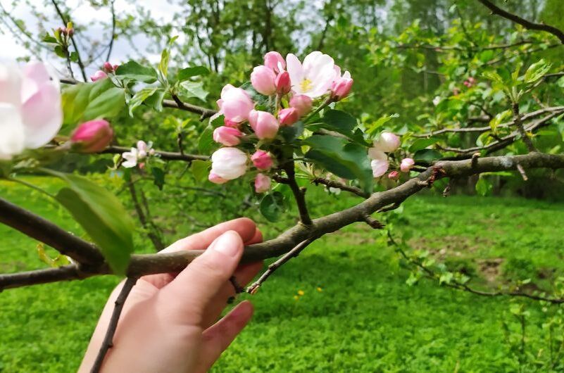 Секреты ухода за яблоней: что ей не нравится весной