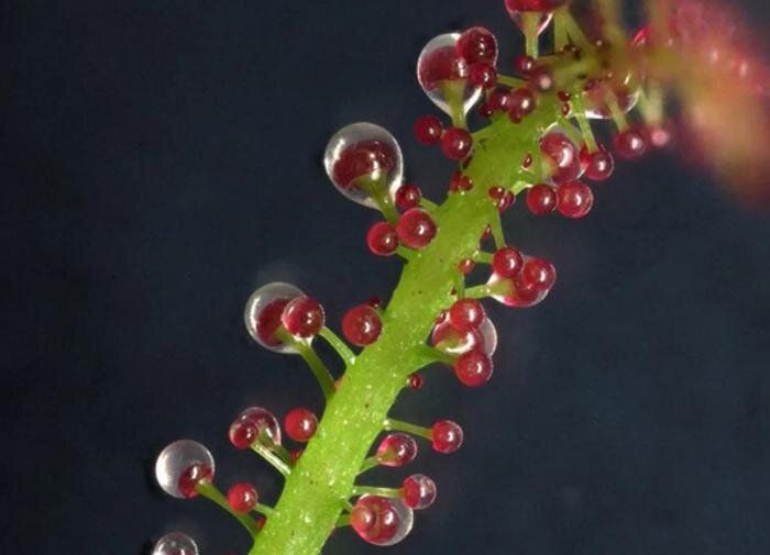 ����� �������� ������� �������� � ����������� ������������: ������������ ����������� Triphyophyllum peltatum