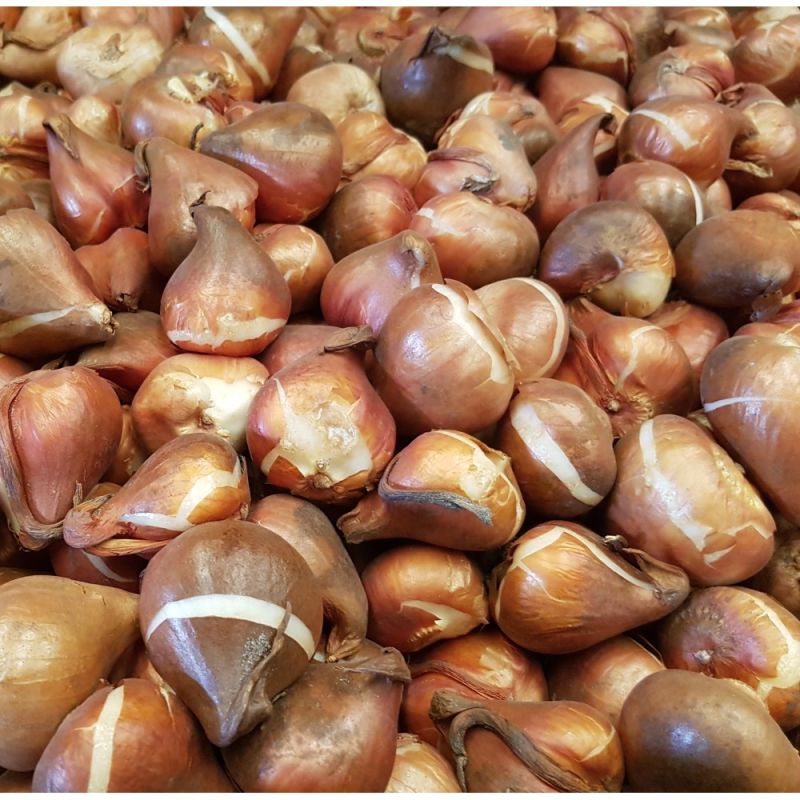 ����� ������� �������� ��������� ����� ��������?