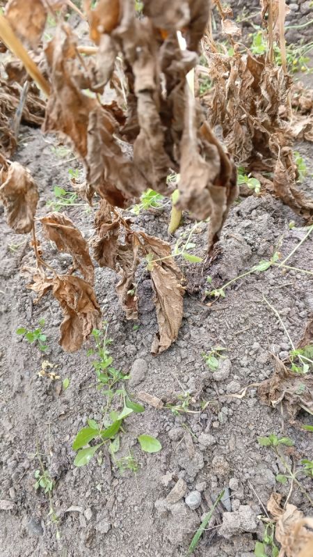 Почернела ботва картошки: что происходит и как избежать фитофторы