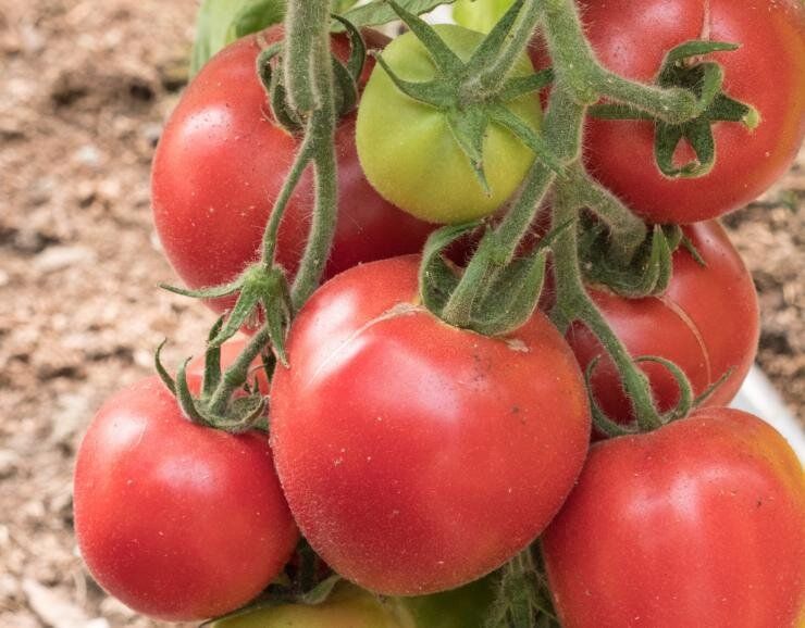 ������, ������� �� ������ ����������: ����������� ����� ��� ������ �������