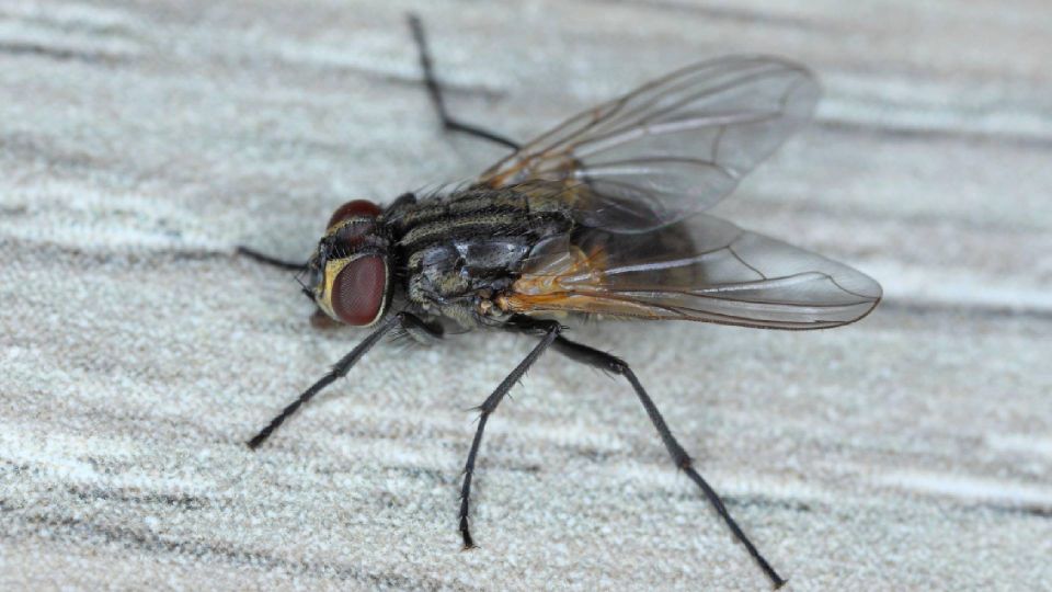 ����������� ���� ����� �������� ��� ��� ��������: ������� �������� �������� ���������