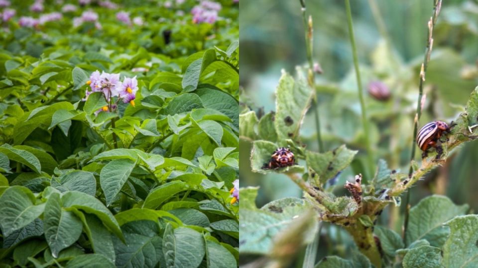 ���-3 �������� �������� ������ ������������ ����: ��� ������������� ��������?