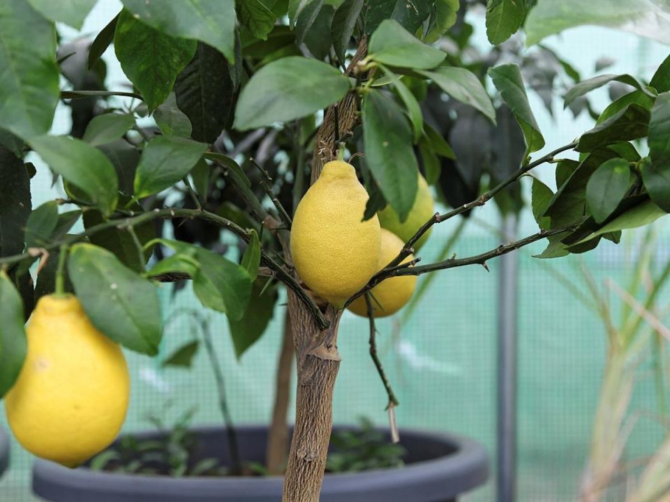 ��� ��������� ������ ������ � �������� ��������� ��������