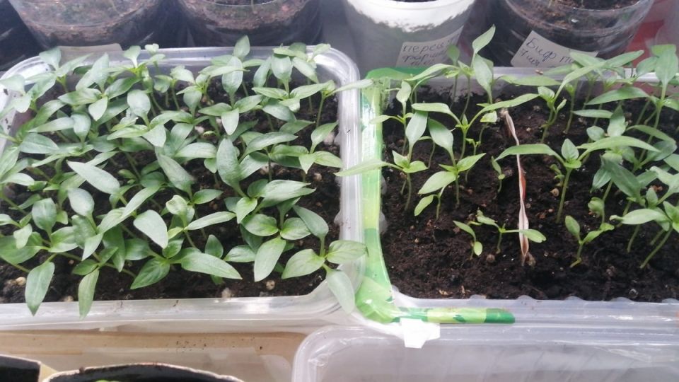 �����, ������� ��������� �������: ��� ������� ����� ������� ��� ������