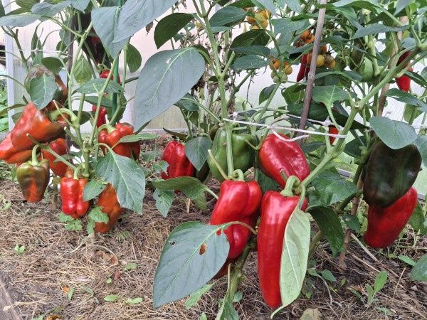 ������ �������� ������ � ���� � ��������� ������?