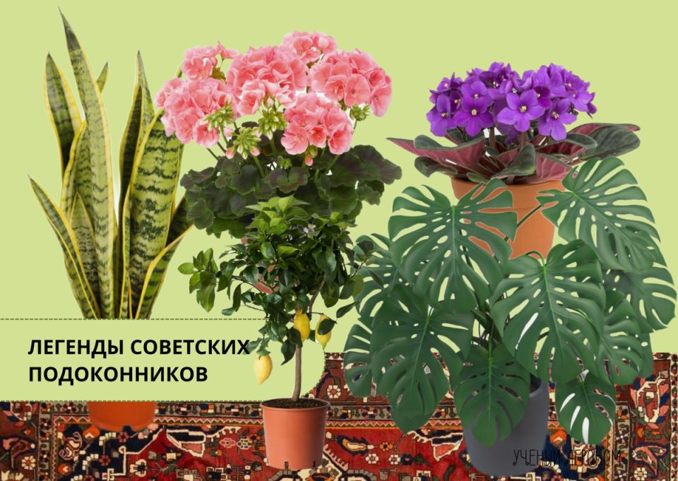 ����������� ������ ��������: �������� ��������� ������������ ����� � ����