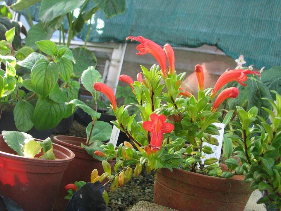 ����������: ������� ��������� ����� �� ���������� �������-��������