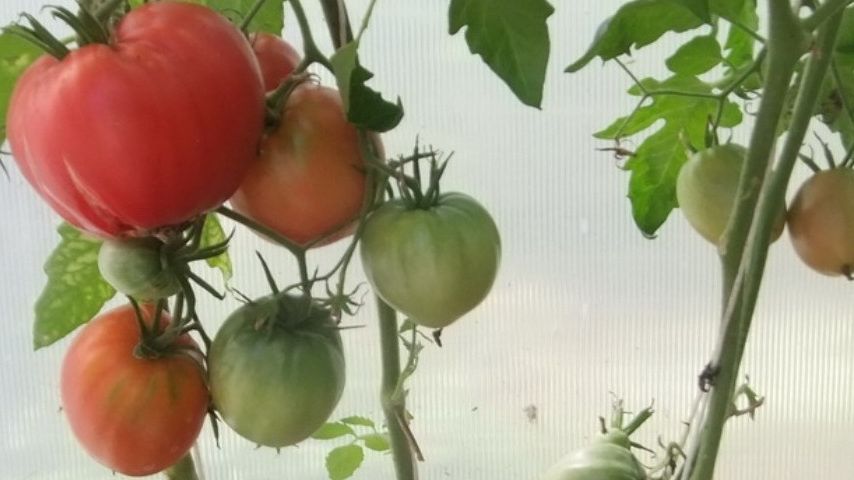 Как добиться богатого урожая помидоров: секреты правильной обрезки от опытного фермера