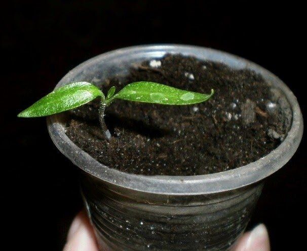 почему ваши перцы не радуют: три ошибки, которые делают садоводы