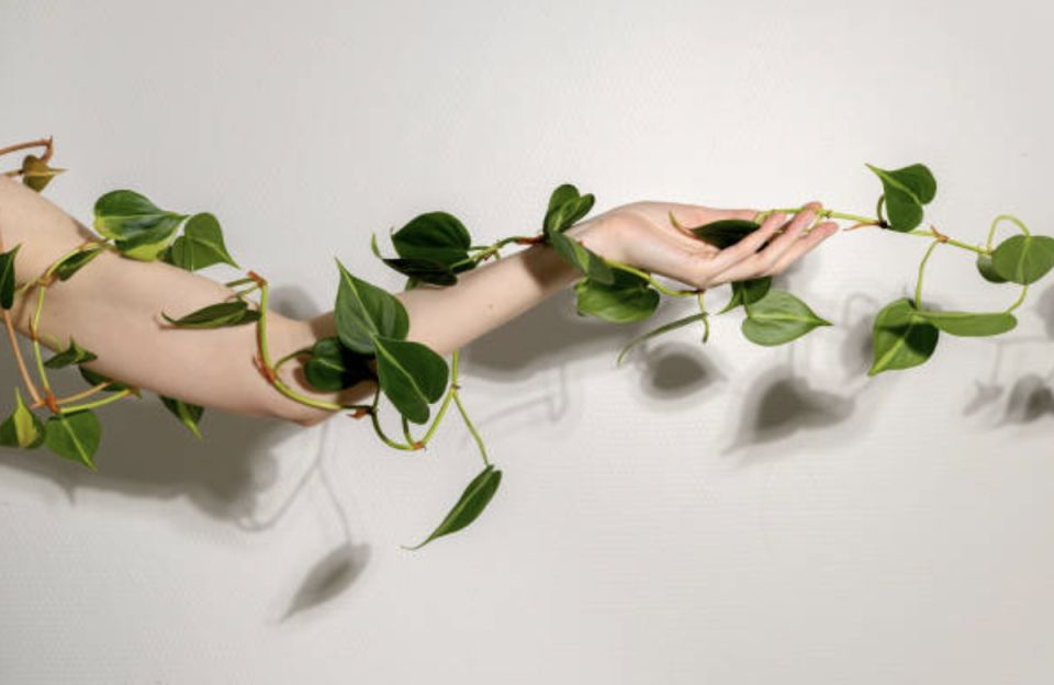 Как вьющиеся растения могут преобразить интерьер вашего дома