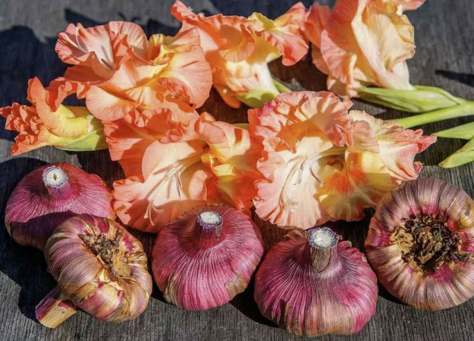 ��� ��������� ����������� �����������: �������� ������� �� ����������