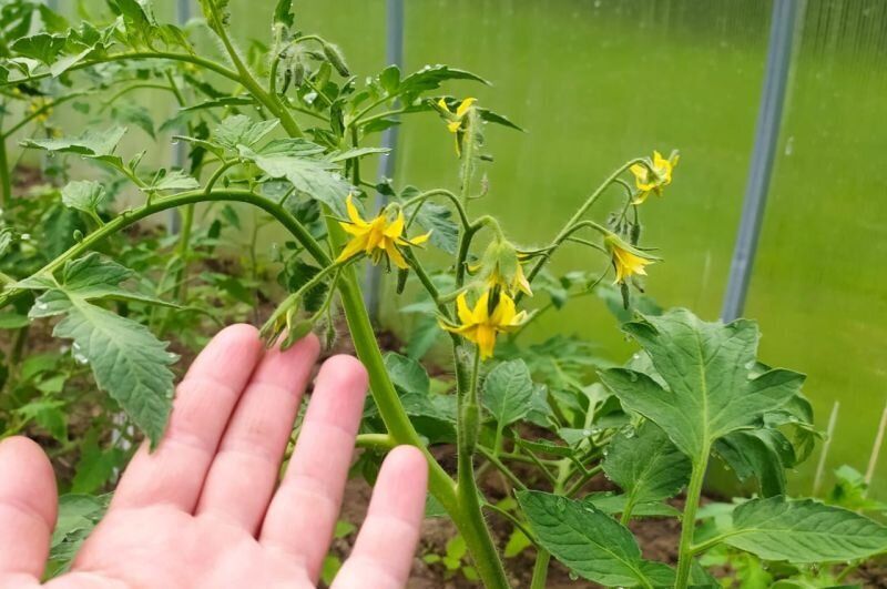 ����� �������� ������� ������� � �������: 3 �������� ������