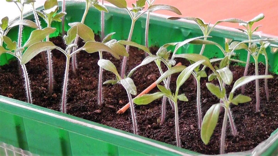 ��� ������������� ������ � ����� ��� �����: ��������� ������ �� ���� �� ��������