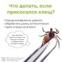 Что делать, если вас укусил клещКак его извлечь Зачем сдавать его в лабораторию