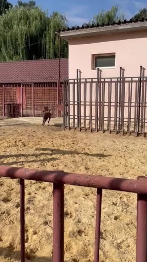       ,    