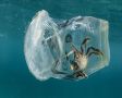  The Ocean Cleanup      