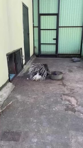        ,         