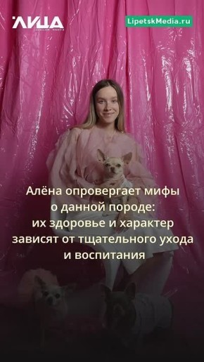 Три чихуахуа взорвали соцсети и стали звёздами