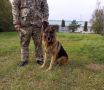 Девятилетний Мухтар «вышел на пенсию» и теперь ищет новый дом