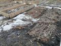 Ранняя весна на огороде: как заботиться об озимом чесноке и луке