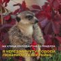 Похолодание – повод выгулять дублёнку