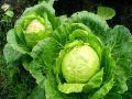 Секреты зимнего посева капусты: как получить вкусный урожай весной