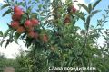 Сорт яблонь "Слава победителям": проверенный временем