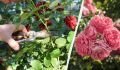 Как продлить цветение роз до глубокой осени